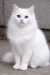 Pure Persian female cat for sell